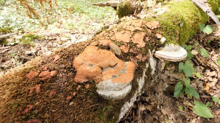 Tyromyces fissilis