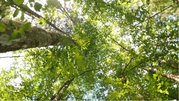Puszcza Białowieska